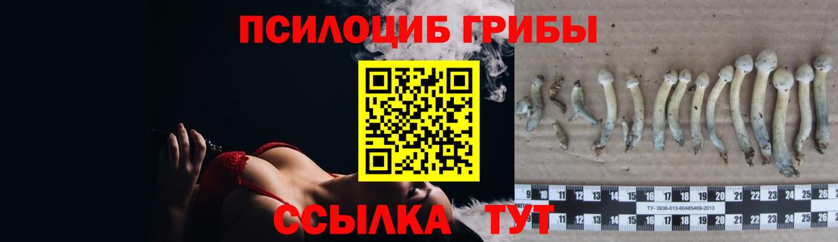 Галлюциногенные грибы Psilocybe  Сибай  Псилоцибиновые грибы прущие грибы 